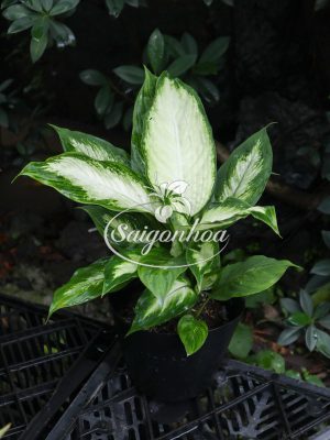 Cây Vạn Niên Thanh Giống Mới