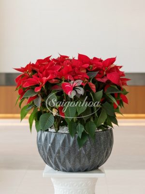 Chậu Hoa Trạng Nguyên Trang Trí Đại Sảnh