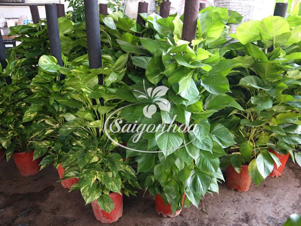 trau ba xanh soc leo cot 3 1