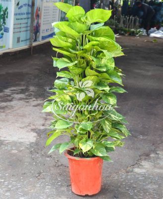 trau ba xanh soc leo cot