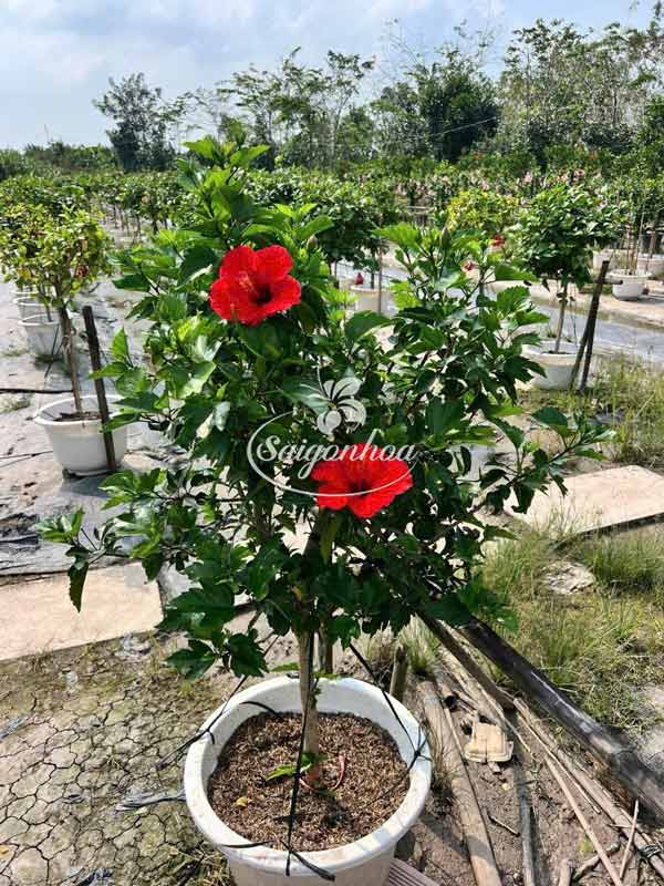 cây-bông-bụp-tree-đơn-đỏ