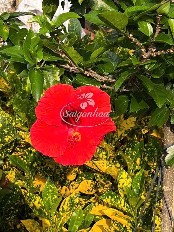 cây-bông-bụp-tree-đơn-đỏ