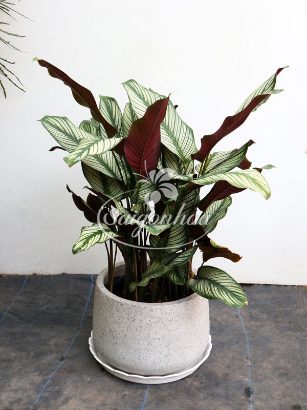 cây-đuôi-công-lá-kim1