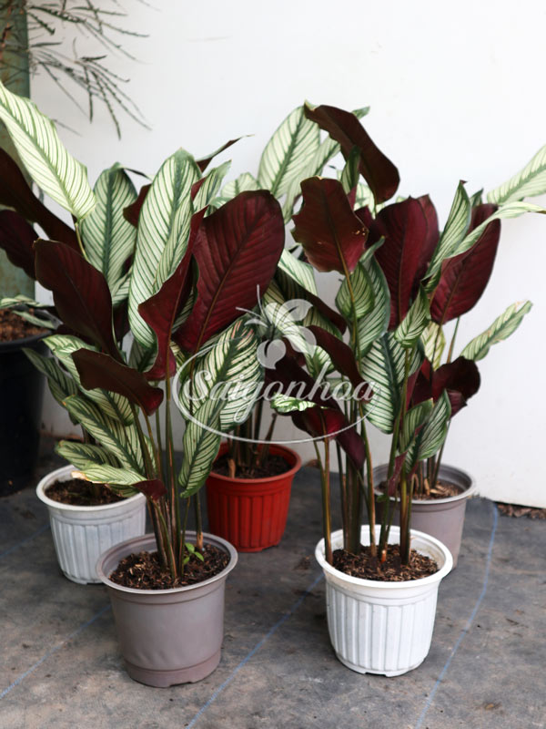 cây-đuôi-công-lá-kim2