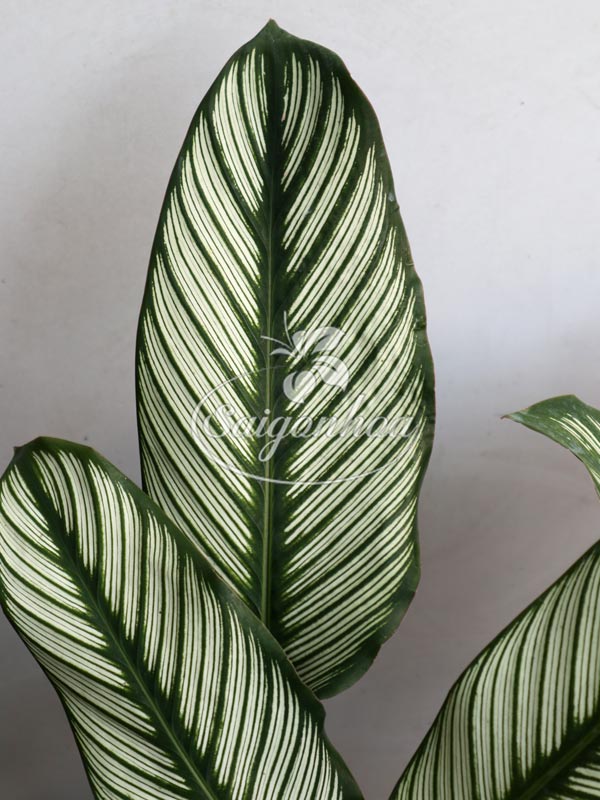 cây-đuôi-công-lá-kim3