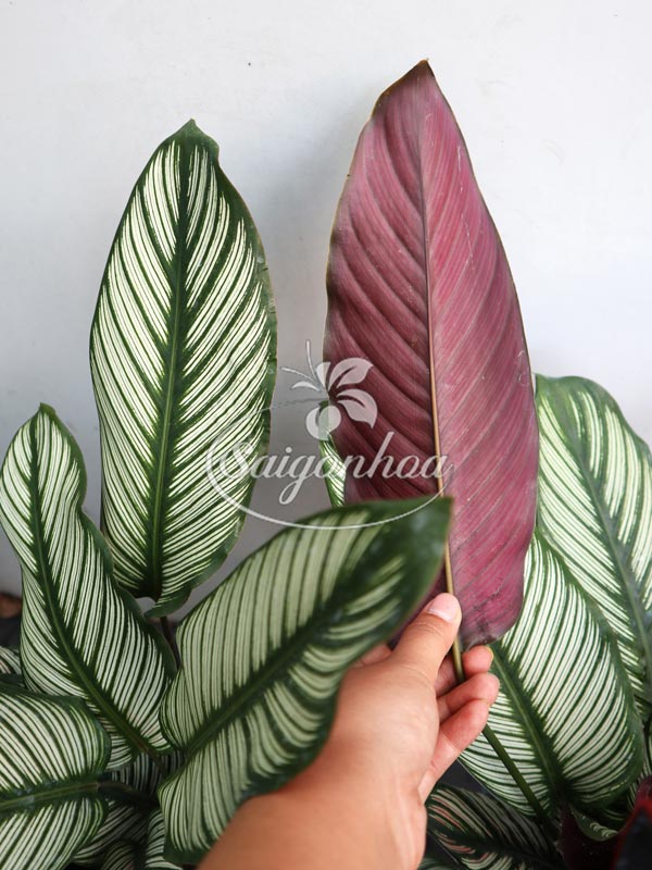 cây-đuôi-công-lá-kim4