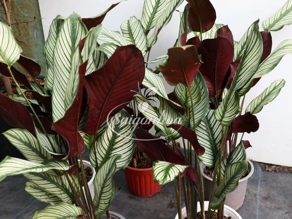 cây-đuôi-công-lá-kim5