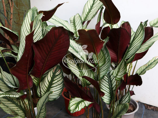 cây-đuôi-công-lá-kim6