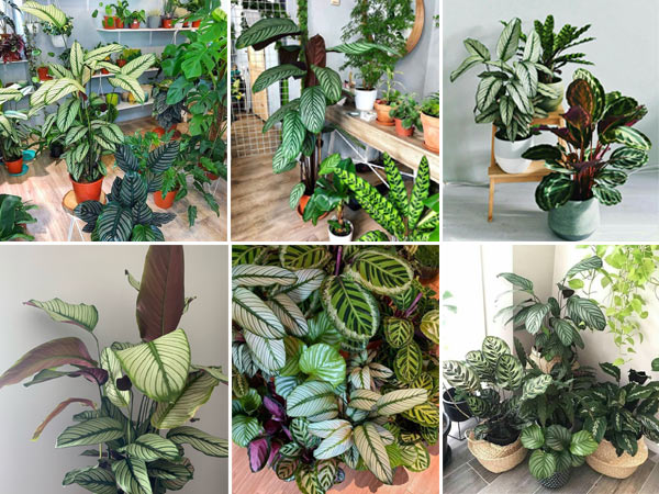 cây-đuôi-công-lá-kim7