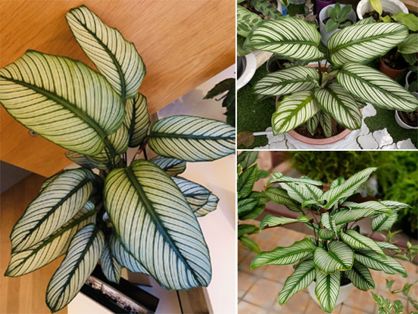 cây-đuôi-công-lá-kim8