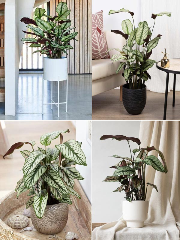 cây-đuôi-công-lá-kim9