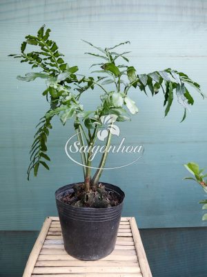 Cây Dương Xỉ King