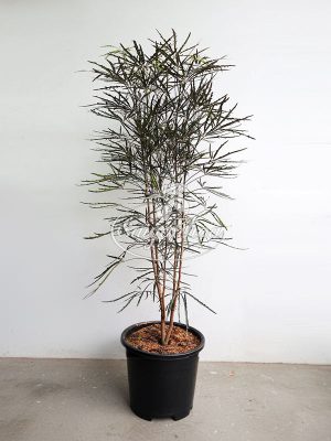 cây-khổng-tước