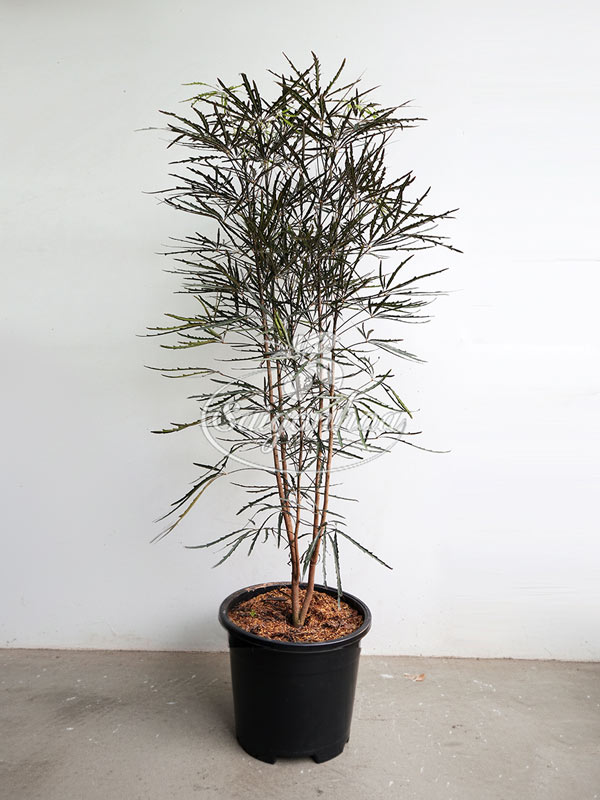 cây-khổng-tước