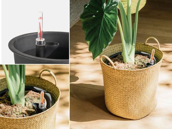 chậu-tự-dưỡng-4