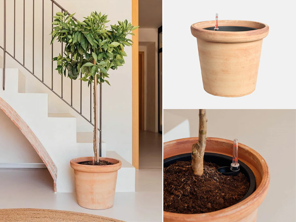 chậu-tự-dưỡng-5