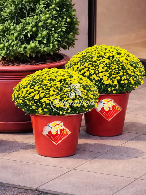 Combo-Hoa-Tết-Tắc-Đại-Lộc-4