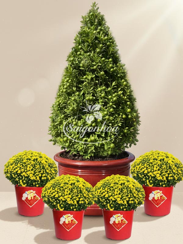 Combo-Hoa-Tết-Tắc-Đại-Lộc-7