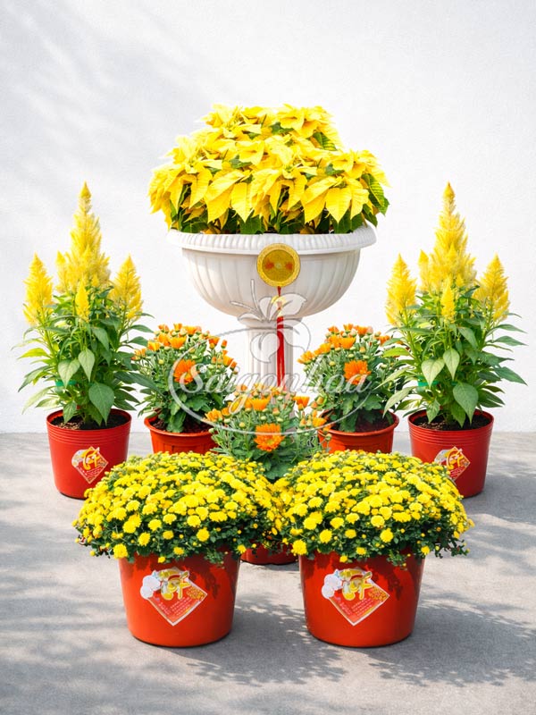 Combo-Hoa-Tết-Trạng-Nguyên-Hồng-Phát-1