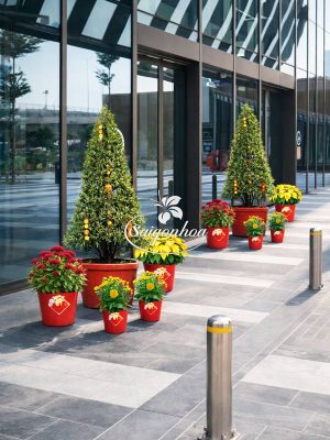 Combo-hoa-tết-tùng-vạn-niên-2