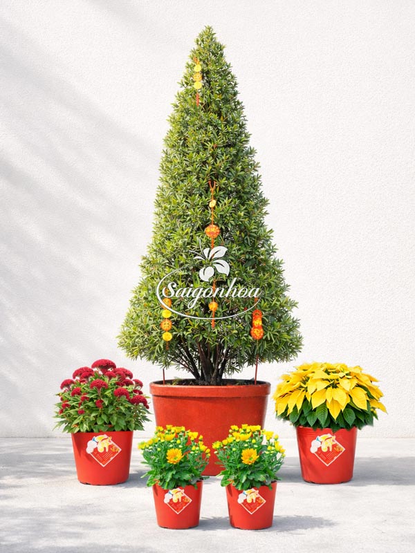 Combo-hoa-tết-tùng-vạn-niên-3