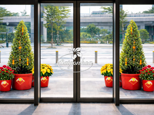 Combo-hoa-tết-tùng-vạn-niên-5