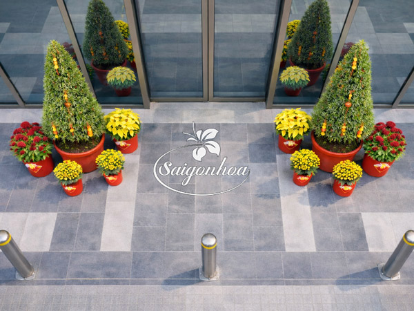 Combo-hoa-tết-tùng-vạn-niên-6