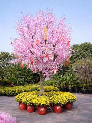 Cây Hoa Đào Trang Trí Tết