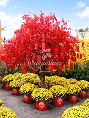 Cây Lì Xì Đỏ Trang Trí