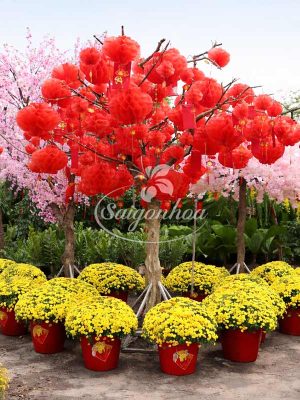 Cây Lồng Đèn Đỏ Trang Trí