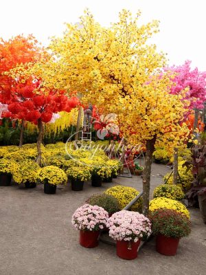 Cây Hoa Mai Dáng Huyền Trang Trí