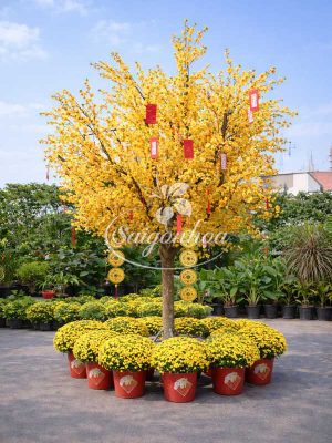 Cây Mai Tán Tròn Trang Trí Tết
