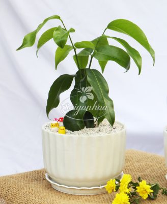 chậu-cây-đậu-thần-kỳ