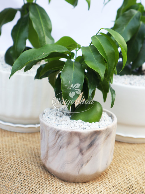 chậu-cây-đậu-thần-kỳ2