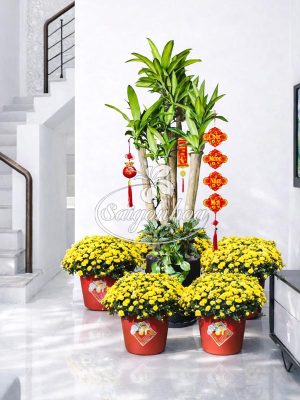 Combo Hoa Tết Phát Tài Ngũ Phúc