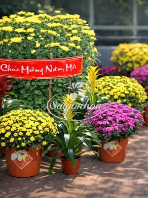 Combo Ban Công Xuân Xanh Thịnh Vượng