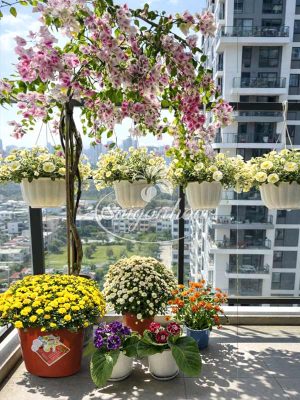 Combo Ban Công Xuân Bình Yên