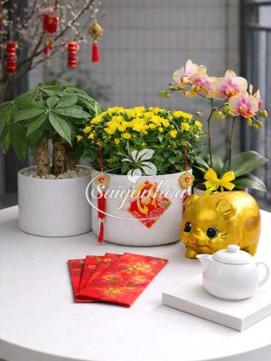 Combo Hoa Tết Để Bàn Ban Công