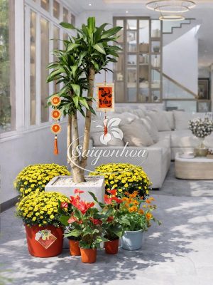 Combo Hoa Tết Phát Tài Tam Phúc