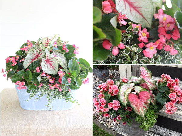 Cây-Hoa-Thu-Hải-Đường-10