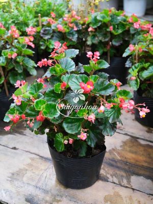 Cây-Hoa-Thu-Hải-Đường-4