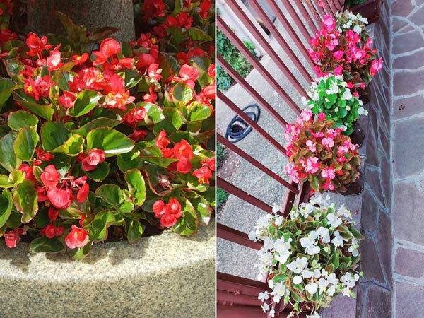 Cây-Hoa-Thu-Hải-Đường-7