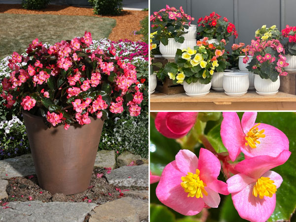 Cây-Hoa-Thu-Hải-Đường-8