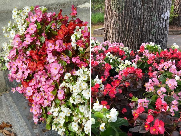 Cây-Hoa-Thu-Hải-Đường-9