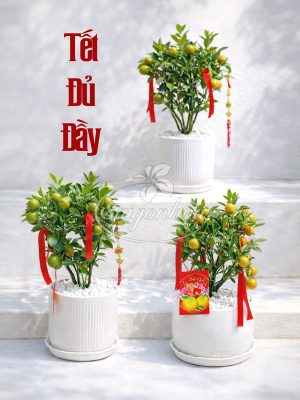 Chậu Cây Tắc Để Bàn Quà Tặng