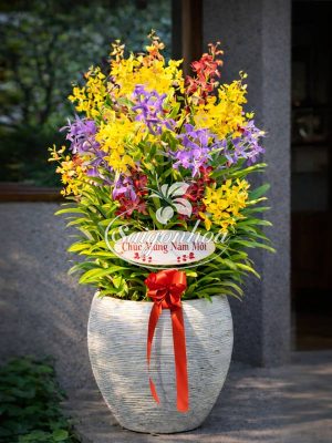 Chậu Hoa Lan Mokara Quà Tặng