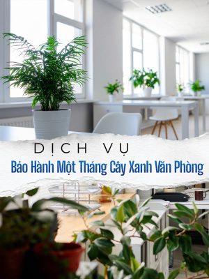 Gói Bảo Hành Một Tháng Cây Xanh Văn Phòng