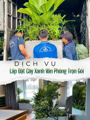 Dịch Vụ Lắp Đặt Cây Xanh Văn Phòng Trọn Gói
