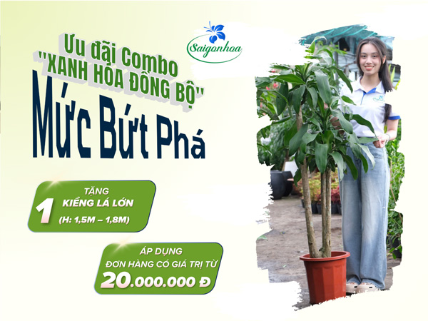 gói-bứt-phá