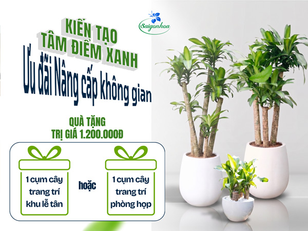 ưu-đãi-nâng-cấp-không-gian